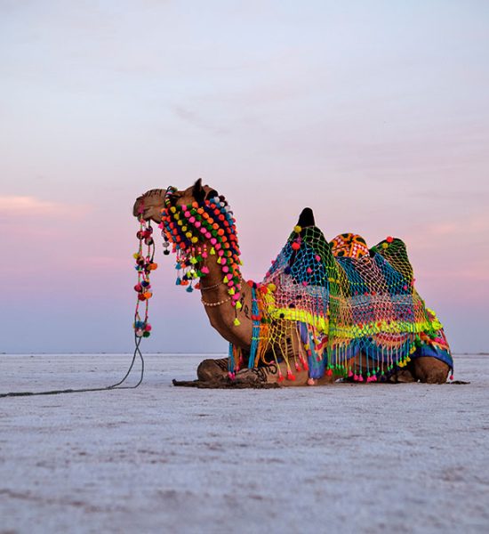 Great Rann Of Kutch (14)