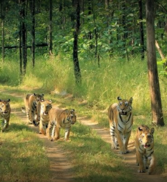 Pench National Park
