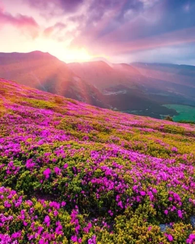 Valley-Of-Flowers